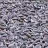 Ai Weiwei